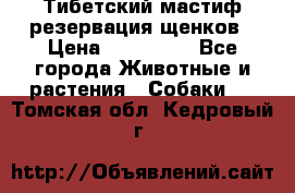 Тибетский мастиф резервация щенков › Цена ­ 100 000 - Все города Животные и растения » Собаки   . Томская обл.,Кедровый г.